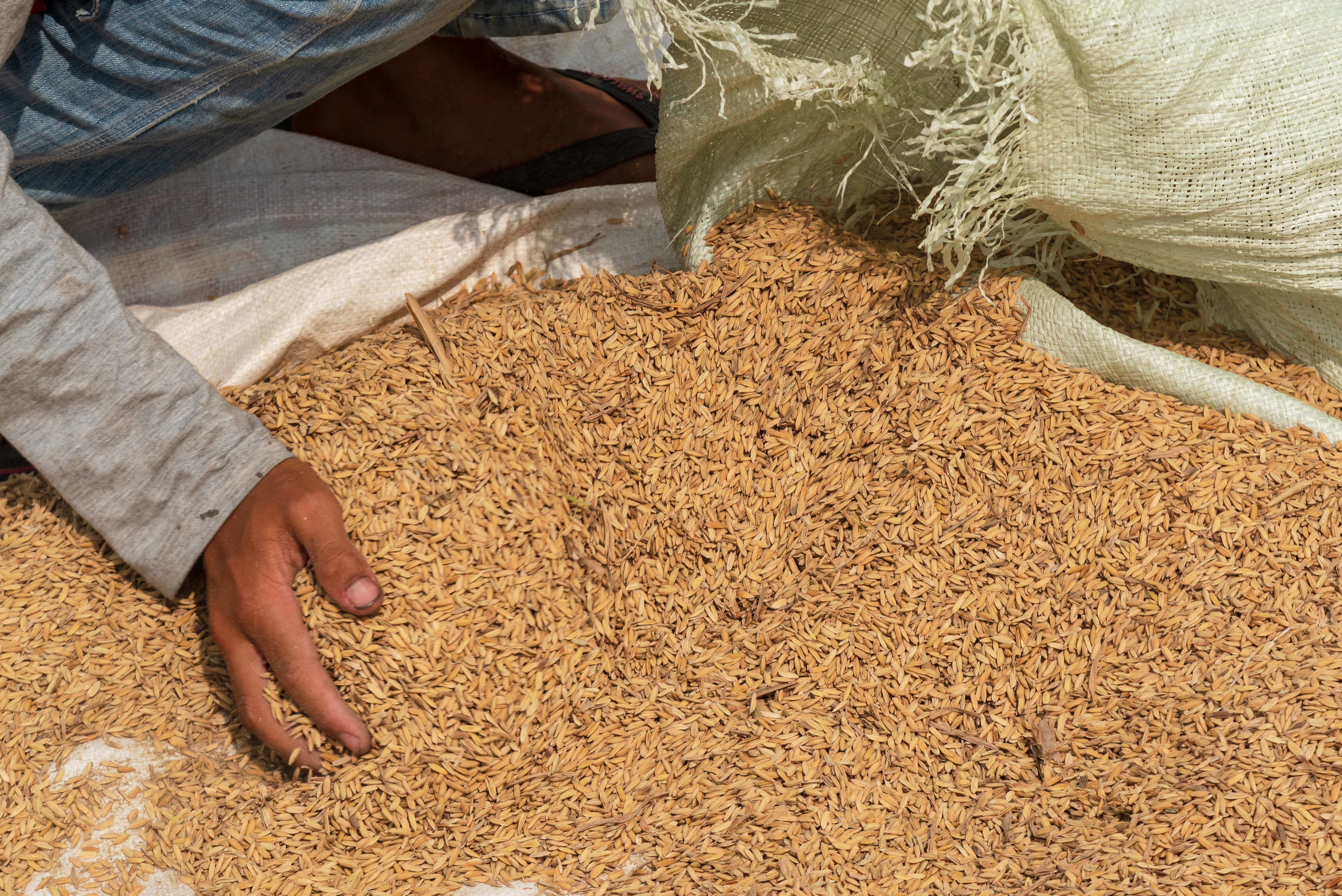 Animal Feed Input Markets Tighten Across Africa as Livestock and Poultry Demand Grows